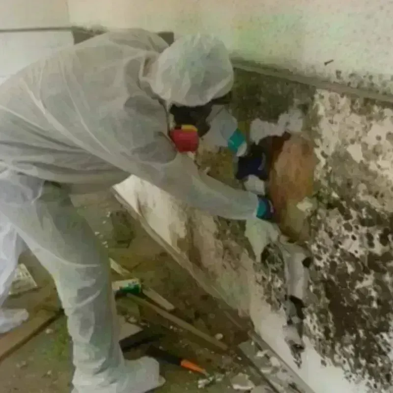 Mold Remediation and Removal in McLean County, IL